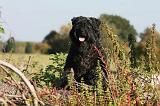 BOUVIER DES FLANDRES 330